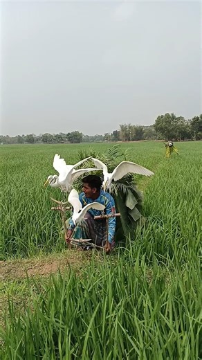 Traditional Bird Catching Trick You’ve Never Seen