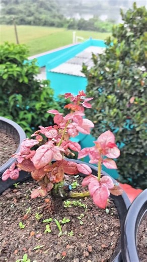 28K views · 293 reactions |  Perfect Rose Care Tips | Make Your...