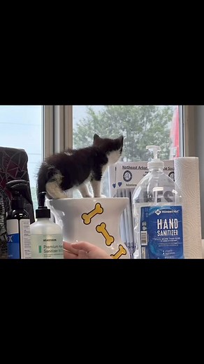 1K views · 24 reactions | Eleanor was doing big explores at the shelter. She is fostered by one of our staff but came in for visit. | Northeast Arkansas Humane Society | Facebook