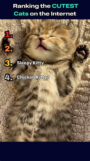 Ranking the Cutest Cats on the internet