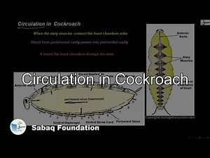 Circulation in Cockroach, Biology Lecture | Sabaq.pk