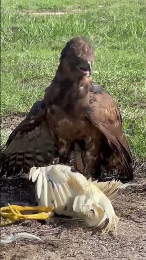 Eagle Attack Bird #wildlife #eagle #shorts #animals #birds