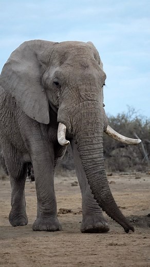 Admiring every little detail of these magnificent mammals 🐘 Here are five impressive elephant measurements that you may not know: * The average adult African elephant stands between 2.5 - 4 metres tall * The circumference of an elephant’s foot is roughly half that of its height * Their skin is 2.5 centimeters thick in most places * An elephant’s trunk is usually around 2 metres long * Their tails can also grow as long as 1.5 metres Which of these facts are you most surprised to learn? #elephant