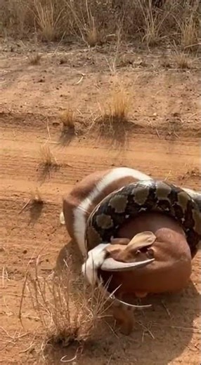 Python lunges from bushes onto goat, tight coils, raw handheld