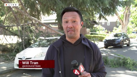 Strong winds topple over large tree, down power lines in San Jose
