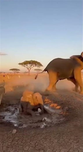 Lions Surrounded a Baby Elephant — Then Mom Arrived