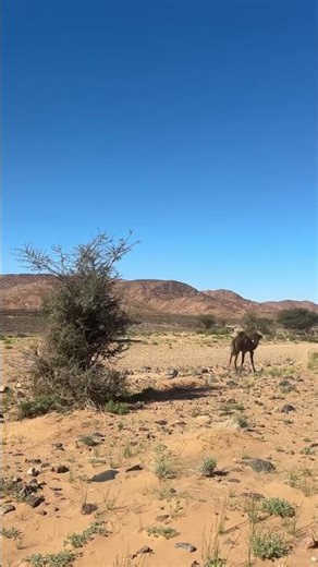Dromedario de Una Joroba. Barco del Desierto. Sáhara. 🏜️🐪
