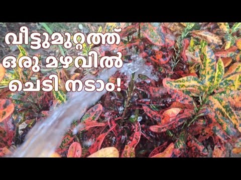 Beautiful red leafy plants |What are the good types of leafy plants?| Abdul Kareem C A