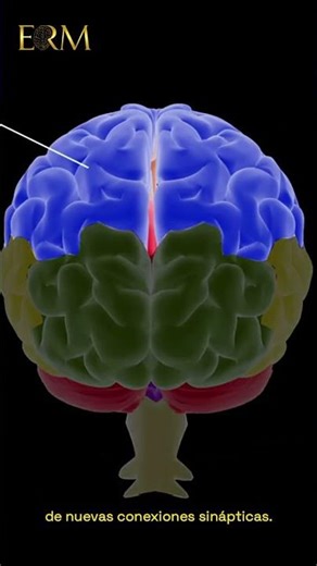 El cerebro tiene la capacidad de adaptarse al daño: la neuroplasticidad en acción.