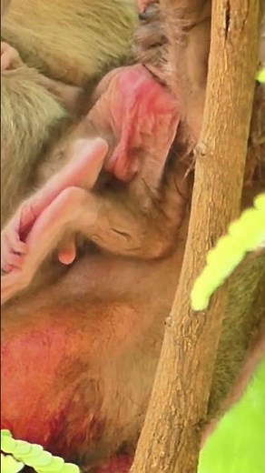 Just Born Today! Mother Monkey Protects Her Newborn Baby | Heartwarming First Moments
