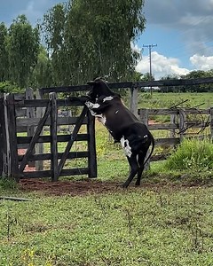 Cute ox climbed on the gate to open it😂 | Animal Lovers