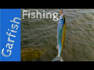 How to catch Garfish using the worlds cheapest bait