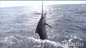 Best Slow-Motion Sailfish Ever? Photographer Will Drost captures the sailfish action off Costa Rica. | Marlin Magazine