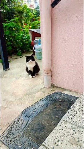 komik kedi videosu #kedi