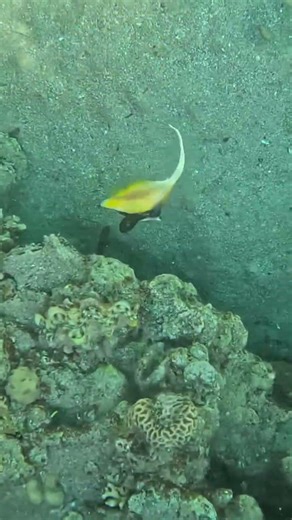 Juvenile Masked Bannerfish Swimming in Circles in Coral Reef 🐟🪸🌊