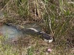 Alligator is seen devouring the carcass of a python in Everglades National Park.