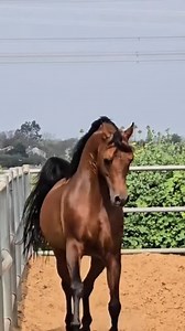 125K views · 4.4K reactions | #arabian#arabians#arabianhorse #arabianhorses #arabianstallion arabianmare arabianfillyarabianshowhorse horse Egypt Saudiaarabi stallion خيل خيل_عربي خيل_جمال خيل_عربية خيول خيول_جمال خيول_واهو الخيل_العربية | Stars Horses | Facebook