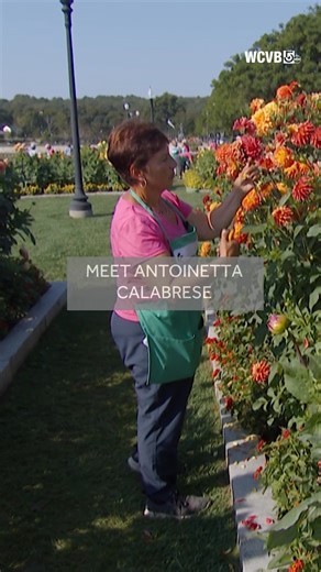 Dahlias aren’t native to Gloucester, Mass… but every fall, thousands bloom along the Boulevard. Meet Antoinetta Calabrese, aka the Dahlia Queen. Together with the volunteer group GenerousGardeners, she’s the reason this seaside city becomes a flower lover’s dream. * * * #Gloucester #Dahlias #GardenTips #GardenHowTo #Chronicle5 #WCVB #NewEngland #Boston | Chronicle on WCVB Channel 5