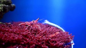 Close-Up of a Shrimp in an Aquarium on Sea Anemone. 4k slow motion underwater cinematic real