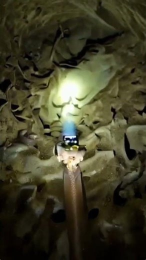 Blind Snake POV: Inside a Secret Underground Colony 🔦