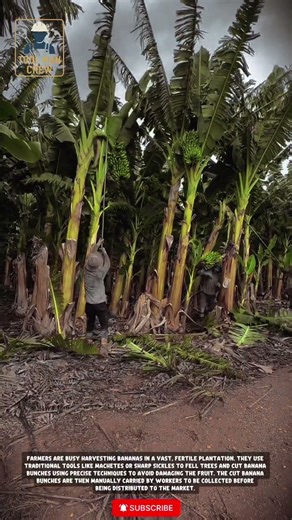 Banana Harvesting Using a Machete | Fast, Neat, and the Right Technique