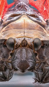 Spotted Lanternfly Under the Microscope in Super Zoom! 🤯 #macro #photography #zoom #macrozoom #macroworld #macrovideo #microscope #SpottedLanternfly | Microworld Explorer