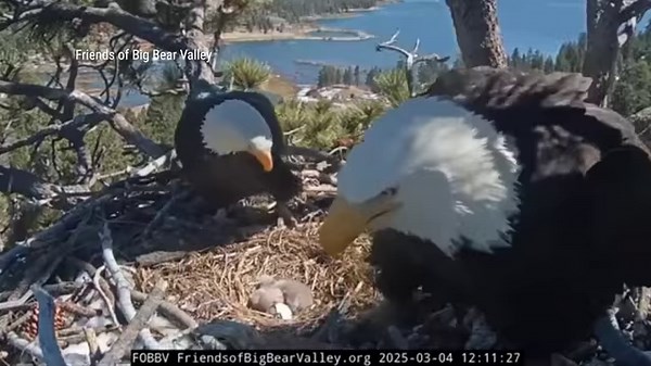 The beloved bald eagles from Big Bear Valley, Jackie and Shadow, hatch eaglets for the first time in three years 🇺🇸 🦅 | Fox News