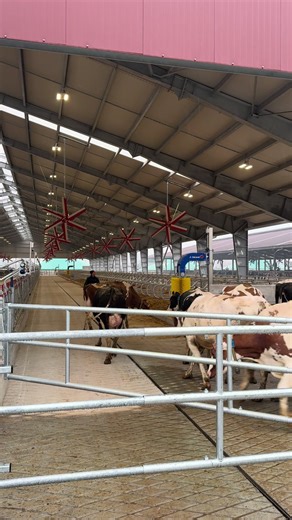 Road to 1000 lactating cows🐄🥛 @La Belle Epoque #TeamNordera #CMP #DeLaval #perte #fyp