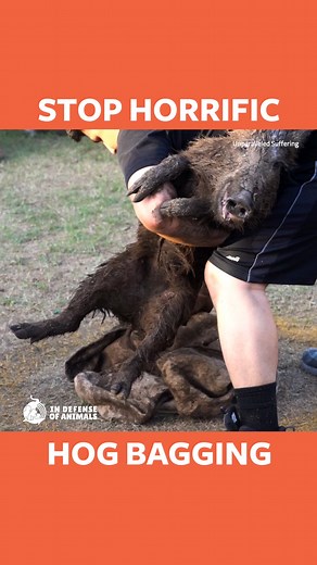 Imagine how it would feel to be a free-roaming wild hog mother or baby who was trapped and taken from your home in nature and thrown in the ring with rowdy, jeering people who enjoyed injuring you and your family for no apparent reason. During wild hog bagging contests, wild hog mothers and babies are traumatized, injured, and killed in the name of entertainment. No one responds with mercy to their piercing screams. Mother hogs can't save their babies from harm. Babies are pulled, dragged, and l