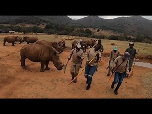 JERUSALEMA DANCE CHALLENGE at Care for Wild Rhino Sanctuary, South Africa