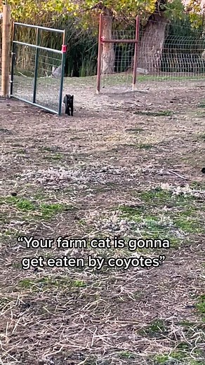 Protecting Farm Animals: Anatolian Shepherd Dogs vs. Coyotes