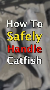 Do you know how to handle catfish safely? Proper handling not only protects you but also the fish, ensuring the longevity of the sport! Follow these tips next time you're on the water, and check out this month's CatfishNOW for more tips and tricks to enhance your fishing experience. https://catfishnow.com/catfish-basics-174-safely-handling-catfish-story-and-photo-by-keith-catfish-sutton/ #CatfishHandling #FishingTips #CatchAndRelease #CatfishNOW #AnglerLife #FishResponsibly | Catfish NOW