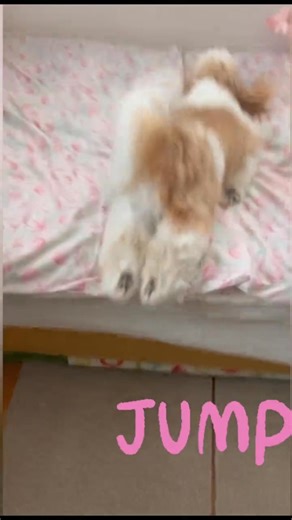 1.8K views · 138 reactions | funny Shih tzu 藍 #shihtzu #shihtzusofinstagram #dogsofinstagram #shihtzulovers #dog #puppy #dogs #shihtzulove #shihtzupuppy #pet #doglover #doglovers #doglife #puppylove #instadog #dogstagram #shihtzugram #shihtzus #shihtzubrasil #dogoftheday #puppiesofinstagram #poodle #cute #pets #shihtzulover #shihtzunation #love #shihtzusgram #petsofinstagram #maltese | Shih Tzu world | Facebook