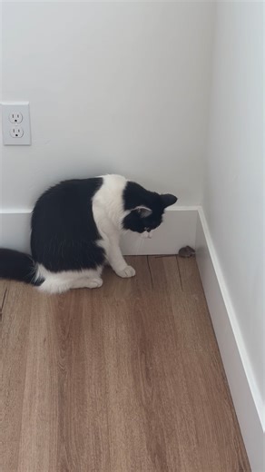 11K views · 233 reactions | Cat Bats At Befriended Mouse | Animal Stories | Facebook