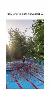 72K views · 340 reactions | So THAT'S how we get  cherries? Did YOU know? Follow ➡️ AD & answer in the comments. #explore #farmlife #cherries #wholesome #viralvideos | AD | Facebook