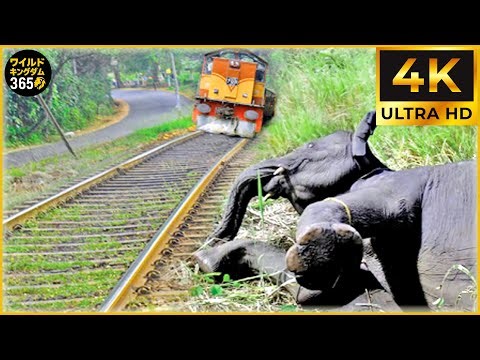 衝撃と悲劇！実在したとは信じられない動物と列車の衝突事故45選｜アニマルクラッシュ #96