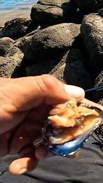 How to fish with mussels free bait