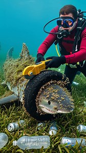 41K views · 185 reactions | Diver Rescues Shark From Pollution! #rescue #animals #marine #ocean | Vu Stories | Facebook