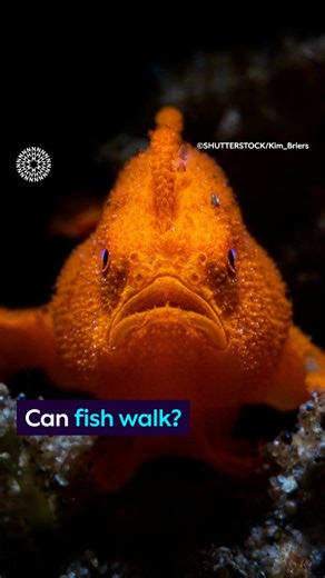 Did you know that some fish can walk? 🐟 Find out how and see it in action in this week’s Surprising Science! 🦵🏽 | Natural History Museum, London