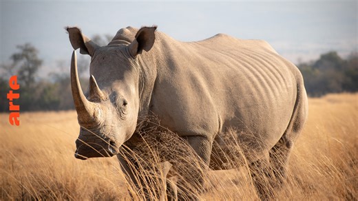 ARTE Regards - Biodiversité et protection des espèces - Regarder le documentaire complet