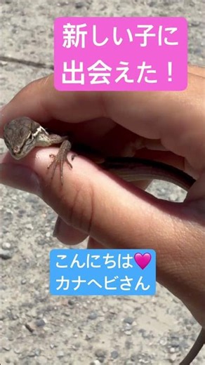 カナヘビつかまえたよ。捕獲名人だよーしっぽが切れる前に手のひらでやさしくね。#爬虫類のいる生活 #爬虫類 #カナヘビ