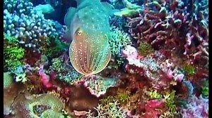 1.6K views · 84 reactions | Cuttlefish are a strange and oddly...