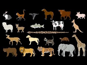 Basic Animals - ‪@TheKidsPictureShow‬
