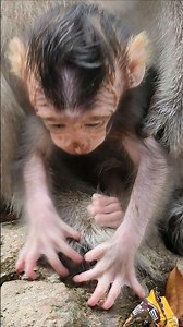 Adorable beautiful lovely baby wild monkey 🐒 playful gorgeous #shorts #viral #animal #monkey