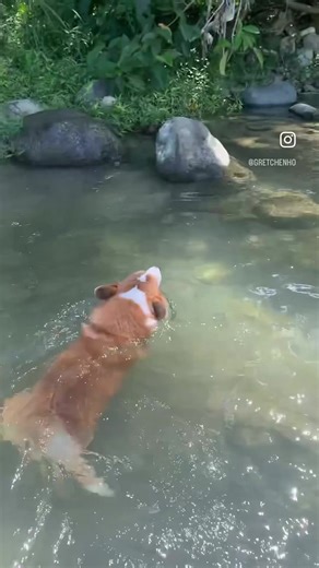 25K views · 916 reactions | Java’s first swim. Someone’s very happy! | Gretchen Ho | Facebook