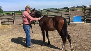 136K views · 7.7K reactions | On July 11th, we recovered Cheyenne...