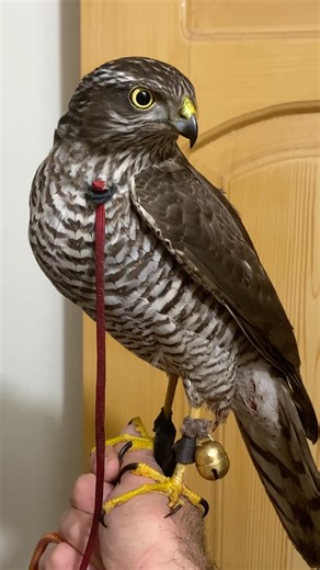 My beautiful sparrowhawk #falconry #birds