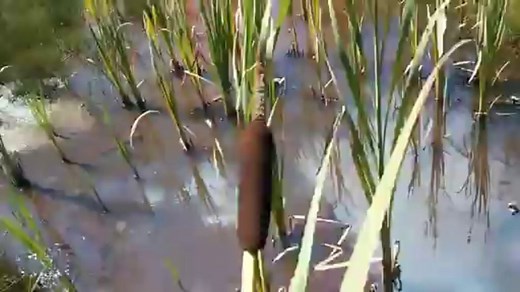 As tu vu la Quenouille ?