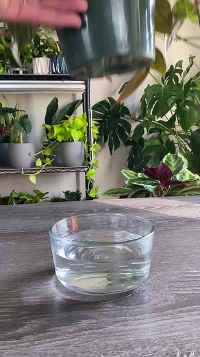 Water propagation tip a lot new plant parents may miss. #stempropagation #propagation #houseplantpropagation #propagationsuccess #propagatingplants #plantpropagation #waterpropagation #plants #houseplants | MonstroFarm