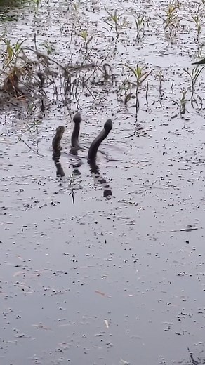 424K views · 2K reactions | SNAKE DANCE: An Austin-Peay State University student captured video of this "snake mating dance" with three Cottonmouths at a pond in Alabama. (Video courtesy of Claire Ciafre) DETAILS: https://on.nc5.co/2XIZAnr | NewsChannel 5 Nashville | Facebook
